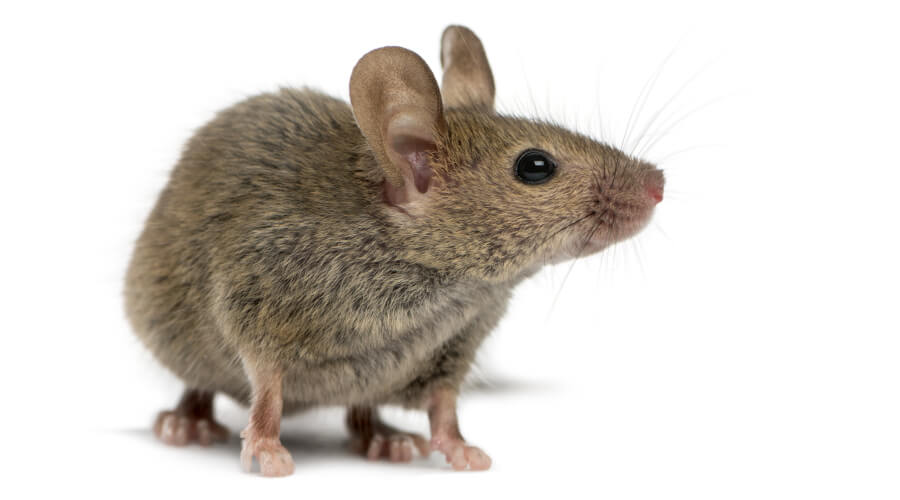Get rid of Mice