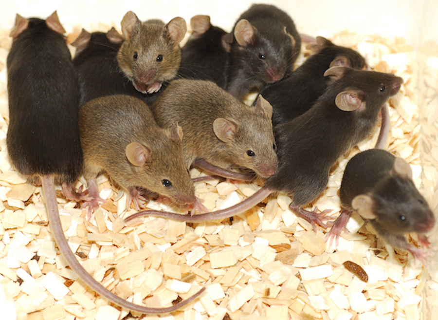 Mice in the workplace
