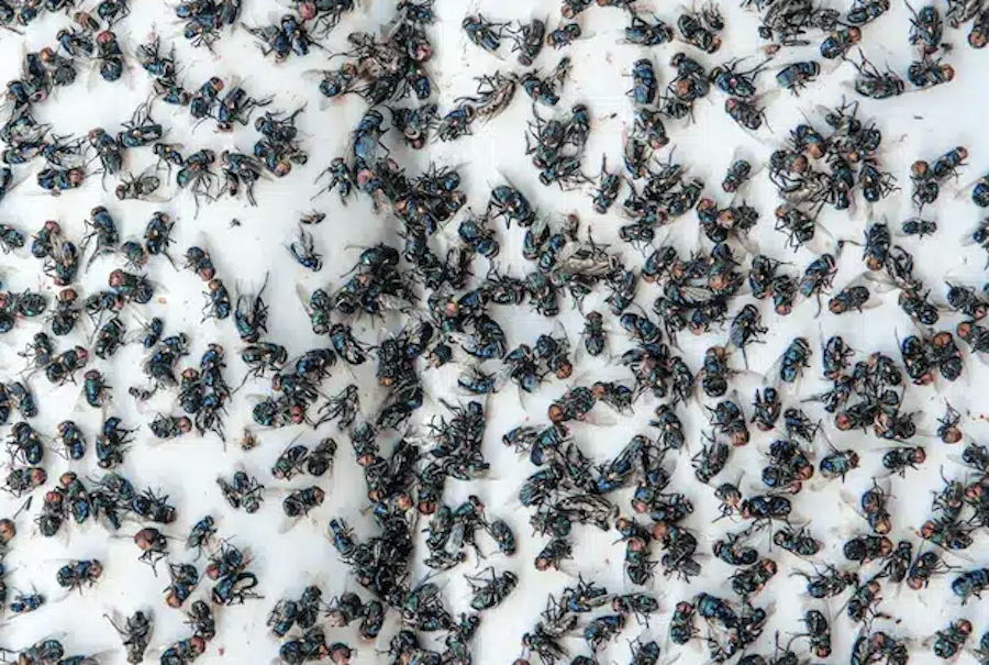 cluster flies