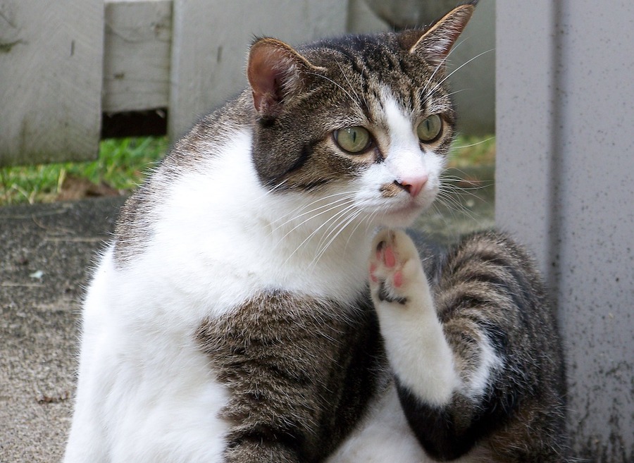 fleas and ticks