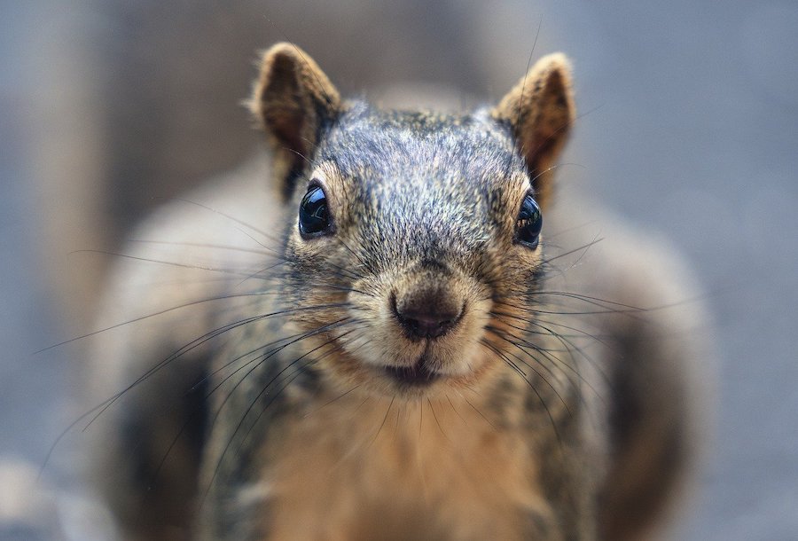squirrel damage