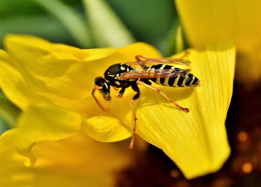 summer pests