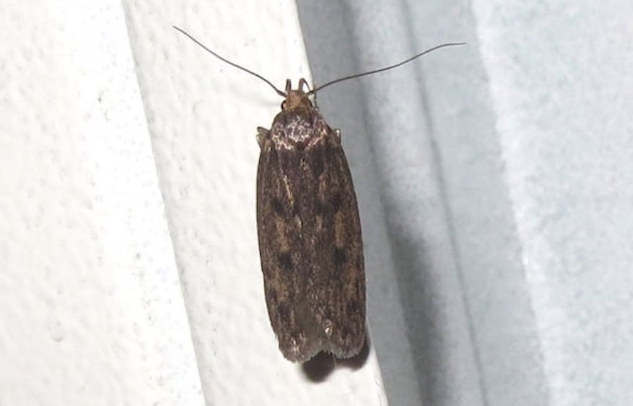 clothes moth