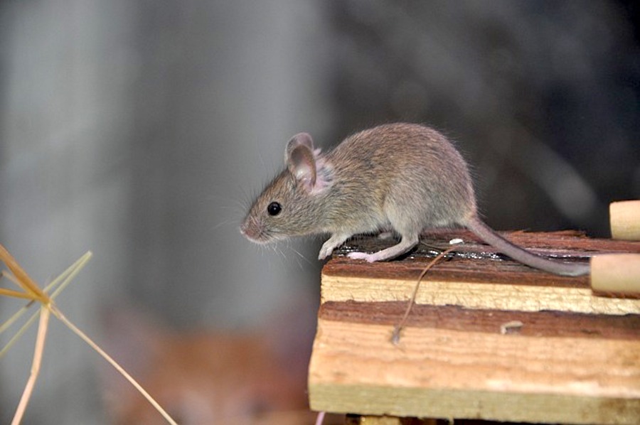 clutter attracts mice